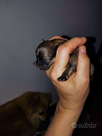 Spitz tedesco di Pomerania Toy disponibili