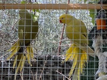 Parrocchetti dal collare