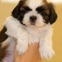 Shih Tzu