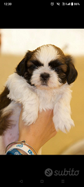 Shih Tzu