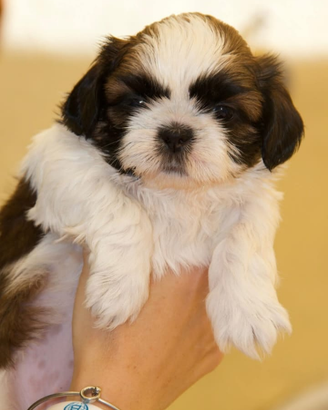 Shih Tzu