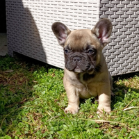 Bulldog francese micro