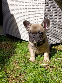 Bulldog francese micro