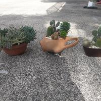 piantine in composizione 