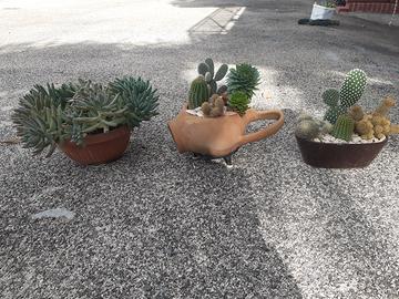 piantine in composizione 