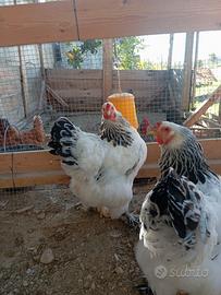 Disponibili galline Brahma e gallo moroseta