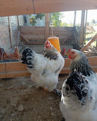 Disponibili galline Brahma e gallo moroseta