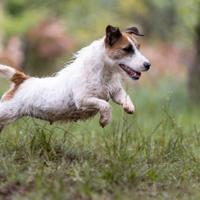 Cuccioli di Jack Russell Terrier