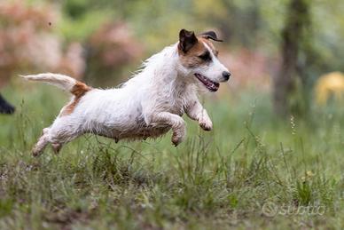 Cucciolo di Jack Russell Terrier pelo Broken
