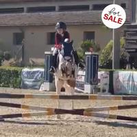 Pony italiano