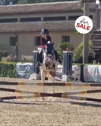 Pony italiano