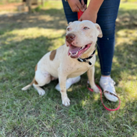 Cucciolona in adozione