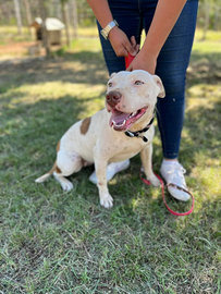 Cucciolona in adozione