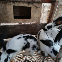 Conigli razza papillon