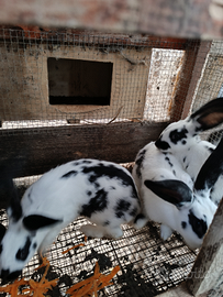 Conigli razza papillon