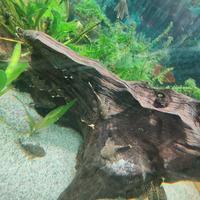 Ancistrius pesce pulitore