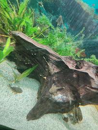 Ancistrius pesce pulitore