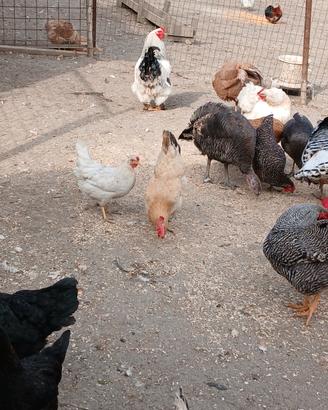 Galline e galli