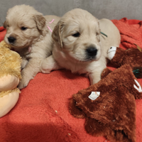 Cuccioli Golden retriever