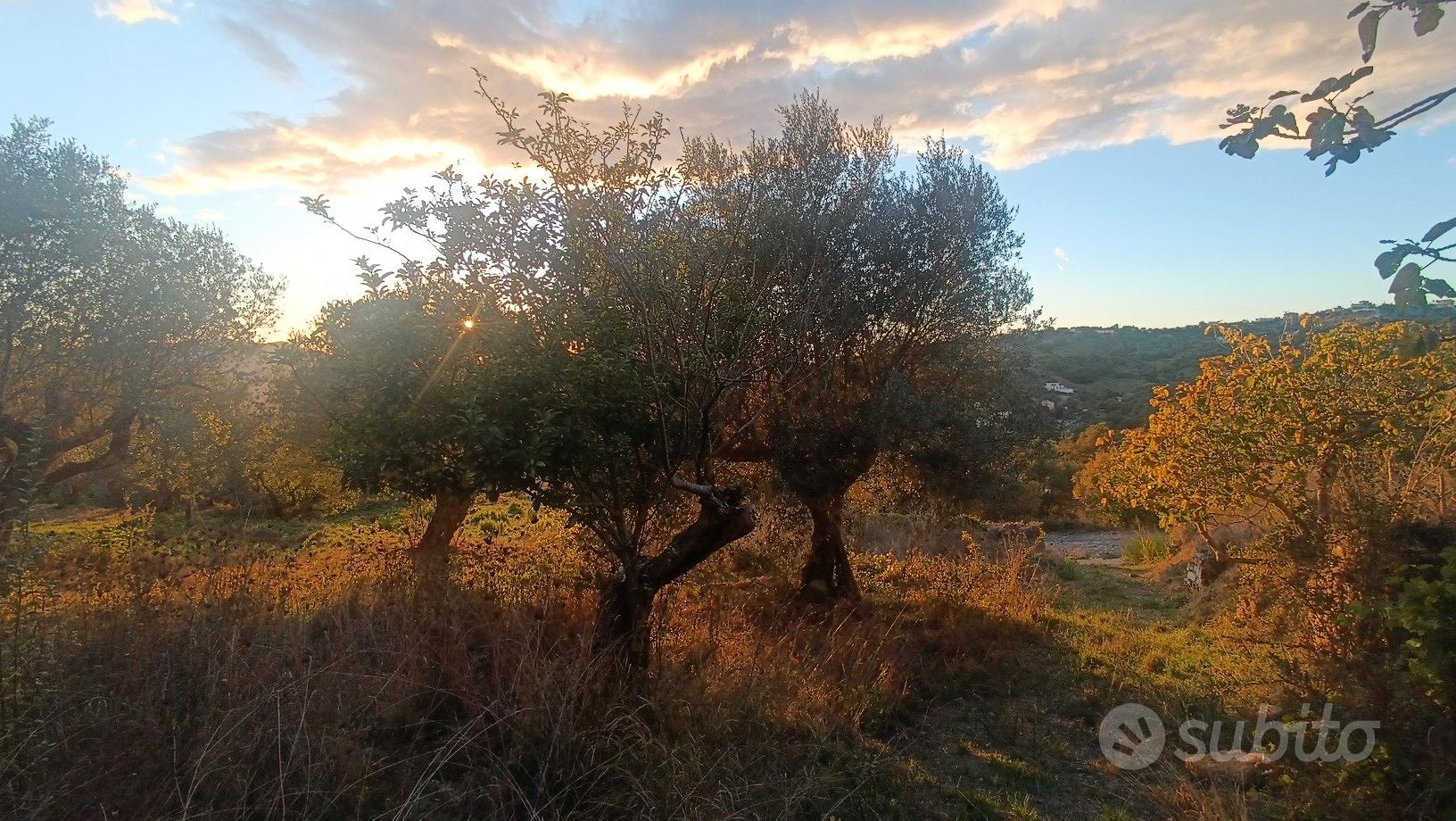 Terreno agricolo - Vista 5