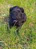 maltipoo-toy