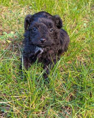 Maltipoo toy