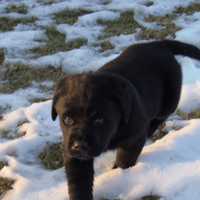 Labrador color nero