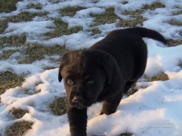 Labrador color nero