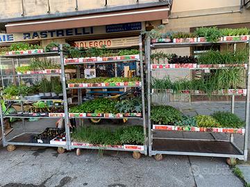 Piantine ortaggi assortite