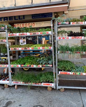 Piantine ortaggi assortite