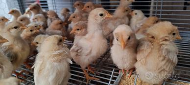 Pulcini gallina bianca e bionda