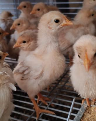 Pulcini gallina bianca e bionda