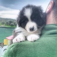 Allevamento riconosciuto di pastore australiano