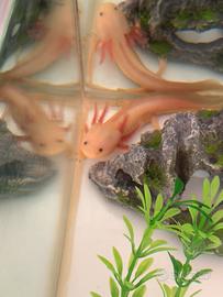 Axolotl