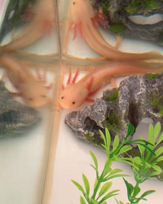 Axolotl