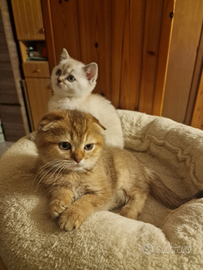 Cuccioli scottish fold e straight