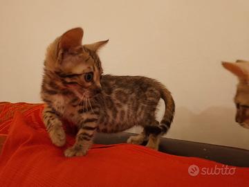 Gattina bengala per ottobre
