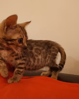 Gattina bengala per ottobre