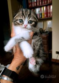 SCOTTISH GATTINI CON PEDIGREE 