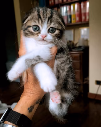 SCOTTISH GATTINI CON PEDIGREE 