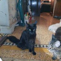 Maine Coon giganti