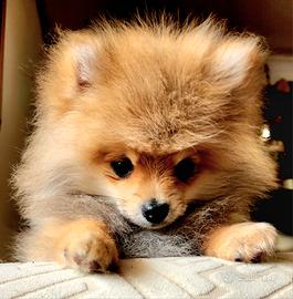 Cucciolo spitz Pomerania tedesco