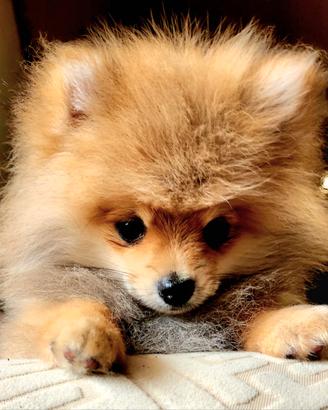 Cucciolo spitz Pomerania tedesco