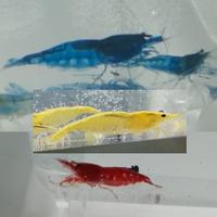 Caridine red sakura, blu, yellow fire e arancioni