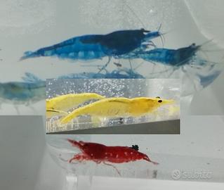 Caridine red sakura, blu, yellow fire e arancioni