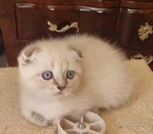 scottish fold e straght 