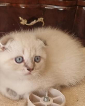 scottish fold e straght 