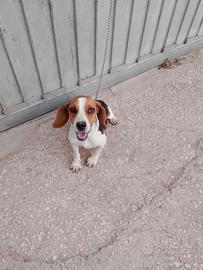 Cane da caccia Beagle