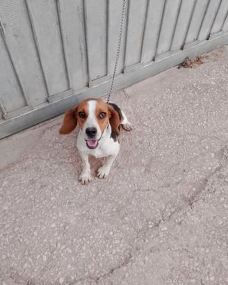 Cane da caccia Beagle