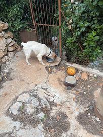 Cane Breton-setter